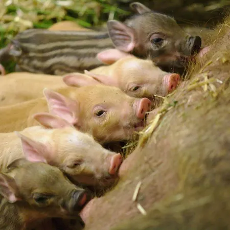 Bed & Breakfast Bio-bauernhof Wilfling Miesenbach (Styria)