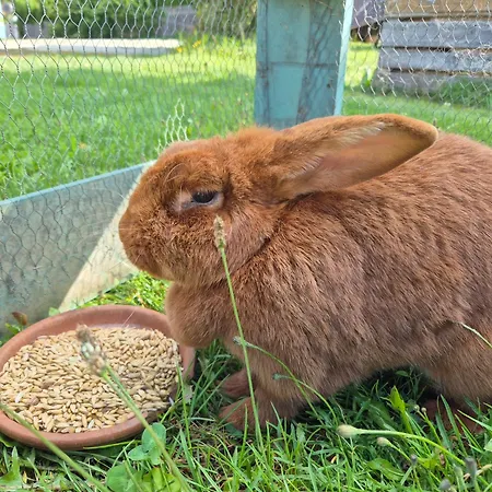 Bed & Breakfast Bio-bauernhof Wilfling 3*