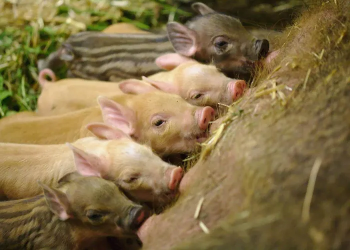 Bed & Breakfast Bio-bauernhof Wilfling Miesenbach (Styria)