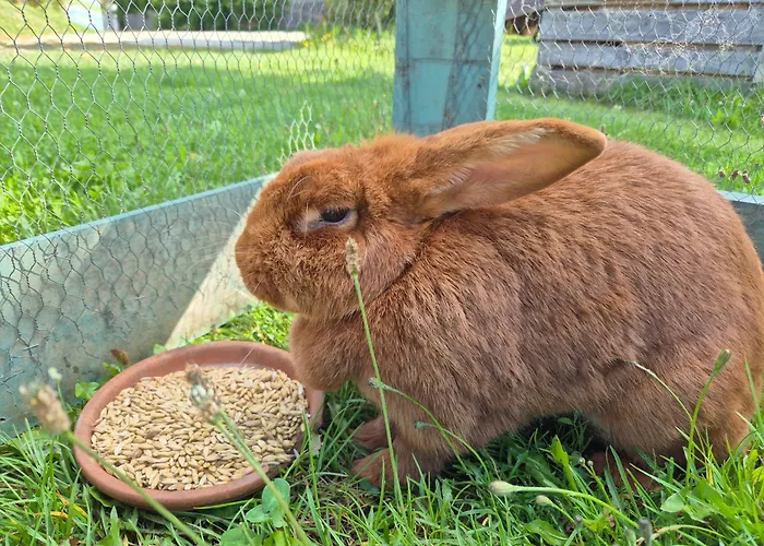 Bed & Breakfast Bio-bauernhof Wilfling 3*